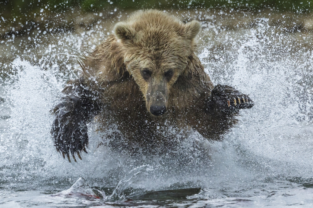Brown bear, Katmai National Park, Alaska, USA. Photo: © Art Wolfe/ Art Wolfe Stock